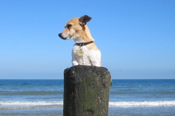 Wohnmobil Magazin - Entspannter Camper-Urlaub mit Hund