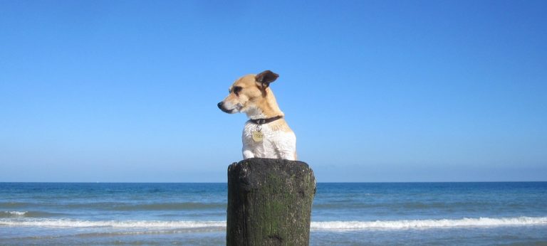 Wohnmobil Magazin - So klappt der Camper-Urlaub mit Hund