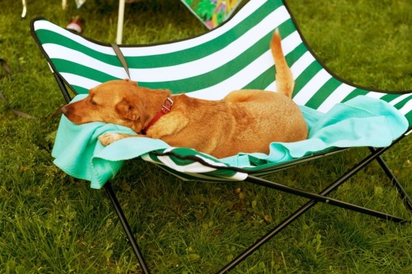 Wohnmobil Magazin - Camping und Hund