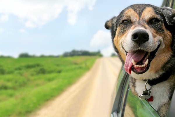 Wohnmobil Magazin - Mit dem Hund auf Camper-Trip